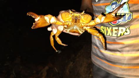 पावसाळ्यातील सुरवातीची🦀🦀 खेकडी पकडली मोठ्या दगडाखाली घुसून पकडली