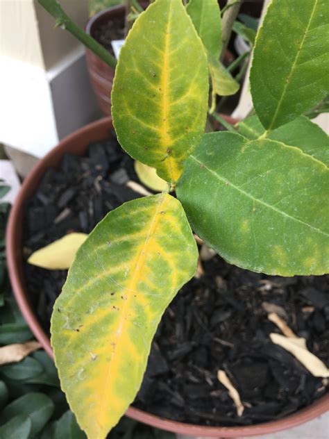 Advice Neededmy Meyer Lemon Tree Is Yellowing And Im Not Sure What