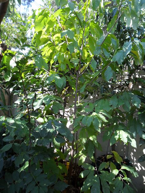 Buy North America Paw Paw Fruit Tree Asimina Triloba