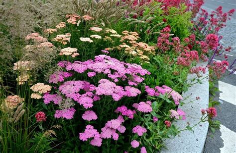 Perennial Plants Walter S Greenhouses And Garden Centre