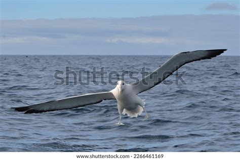 Adult Southern Royal Albatross Diomedea Epomophora Stock Photo