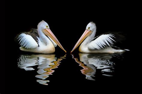 Bildet Vann Natur Fugl Vinge Pelikan Seabird Dyreliv