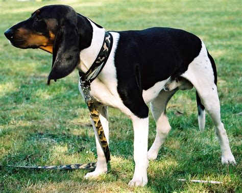 Schweizer Laufhund Breed Guide Learn About The Schweizer Laufhund