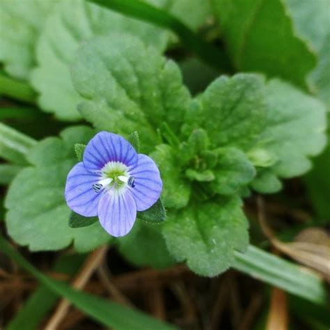 Bird S Eye Speedwell Llandover Woods Species Inaturalist