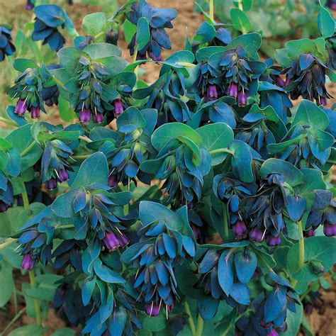 Cerinthe major 'Purpurascens' seeds | Planting flowers, Unusual plants