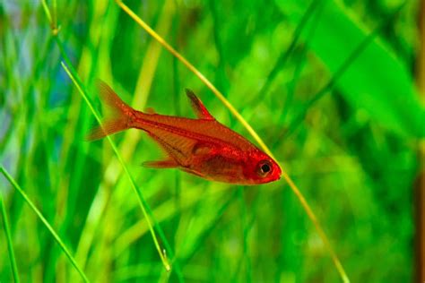 Rainbow Tetra Nematobrycon Lacortei Ultimate Care Guide