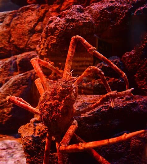 Caranguejo De Aranha Gigante No Aqu Rio Foto De Stock Imagem De