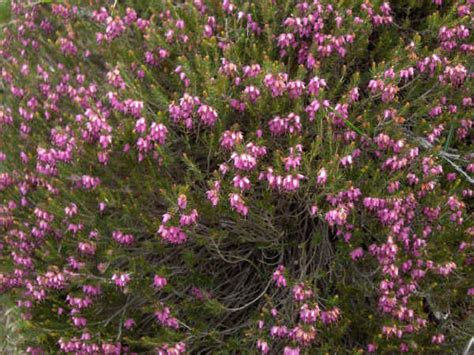 Piante da vaso: Erica, Erica carnea, Erica gracilis, Erica hyemalis