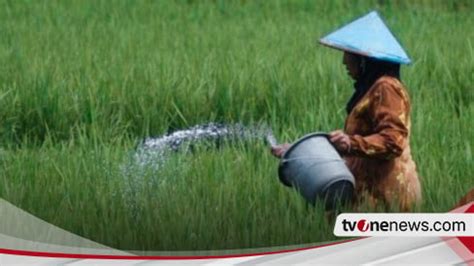 Berpotensi Langka Alokasi Pupuk Di Pacitan Tahun Turun Hampir