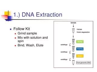 PPT - DNA EXTRACTION PowerPoint Presentation, free download - ID:318148