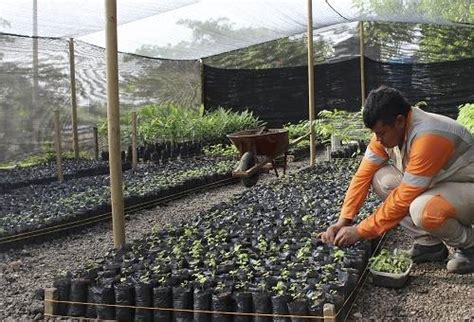 Por Qu Es Importante El Uso De Viveros Forestales En Fincas Contexto