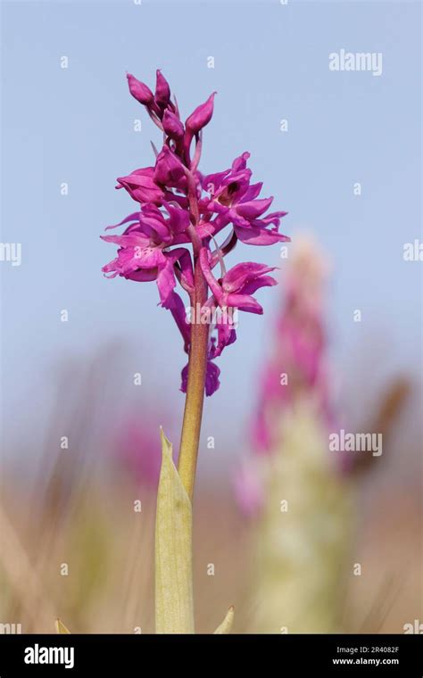 Orchis Mascula Known As Early Purple Orchid Blue Butcher Orchid