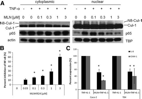 The neddylation inhibitor MLN4924 inhibits NF κB signaling in