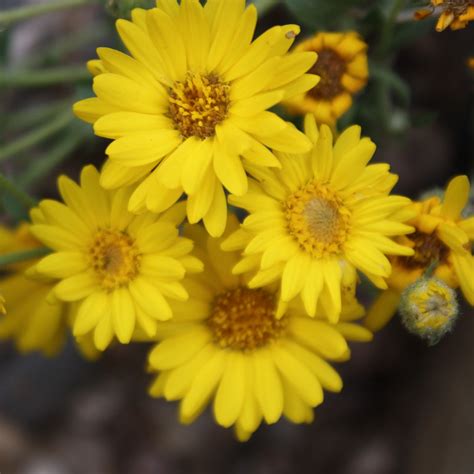 Hairy Golden Aster Blazing Star Wildflower Seed Company