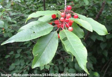 23 Trees With Red Berries Identification Guide With Pictures