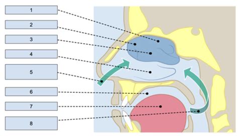comprehensive study guide   olfactory system  biology