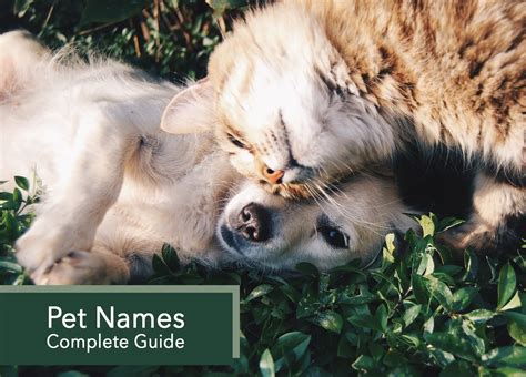 Pet Names : Complete Guide – Very Many Names