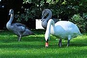 Category Cygnus Olor Families In September Wikimedia Commons