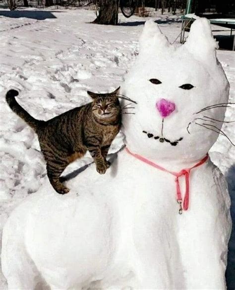 ปักพินโดย Linda Walker ใน Cat Snowmen Snow Cats แมว