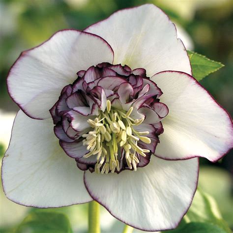 Winter Jewels® White Pearl Lenten Rose Lenten Rose Planting Flowers