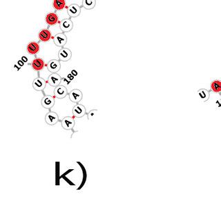 Predicted Hairpin Stem Loop Secondary Structures Of Putative Mirnas