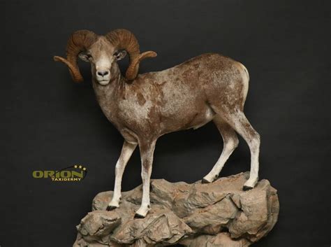 Argali Sheep | Taxidermy, Sheep, Goats