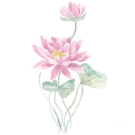 Romantic Watercolor Flowers Png Image Romantic Pink Lotus Watercolor