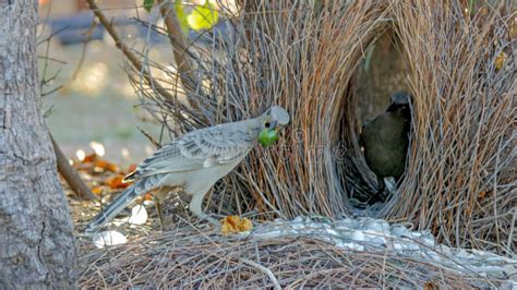 Great Bowerbird Displays Objects To Another Bird at Its Bower Stock ...