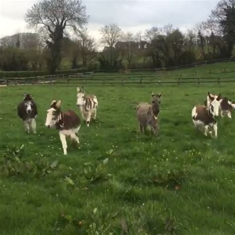 The Donkey Sanctuary on Twitter: "Can Jacksie and friends make you ...