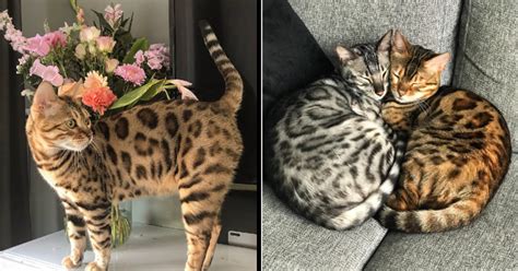 23 Beautiful Bold Bengal Beauties Bringing Feline Fun To The Day I