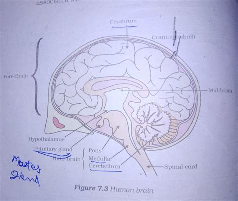 Brain Diagram Based On Class 10