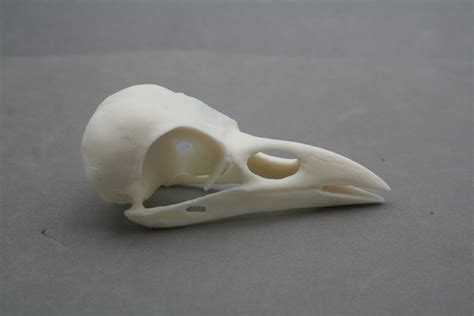 Extra Detailed Replica Bird Skulls