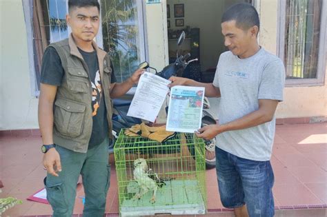 Dapat Di Kebun Warga Agam Serahkan Elak Brontok Ke Bksda Antara Sumbar