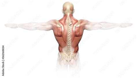 Back muscles of a man with spine, medically 3D illustration Stock ...