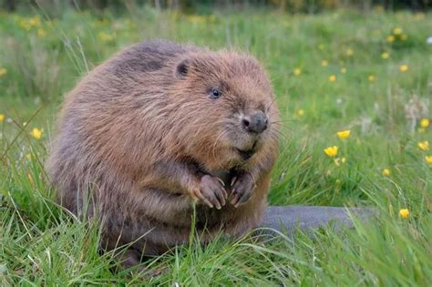 Beavers to be reintroduced in Nottinghamshire after being extinct for ...