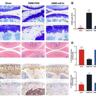 Effects Of MEVs On Articular Cartilage Structure In DMM Induced Mice