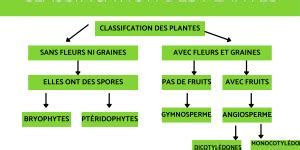 Types D Lagages Guide De Jardinage