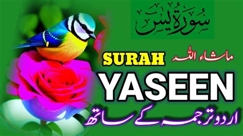 Surah Yasin Yaseen Ful Surah Yaseen With Urdu Tarjuma Ful Beautiful