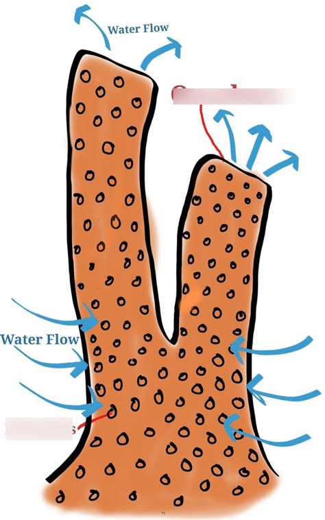 Phylum porifera Diagram | Quizlet