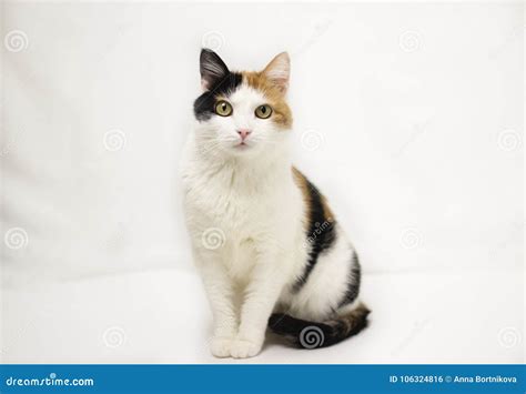 Le Chat De Couleur Trois Se Trouve Sur Un Fond Blanc Avec Un Coeur