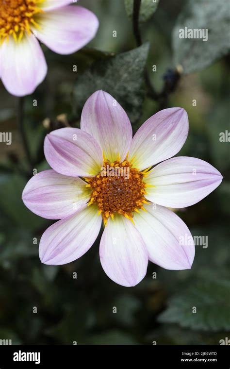 Bicolor Flowers Hi Res Stock Photography And Images Alamy