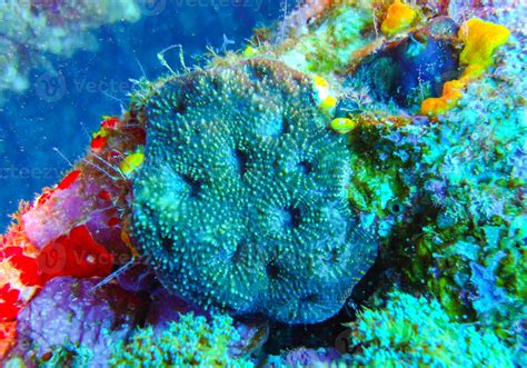 Coral reef in the Red Sea, different types of soft and calcareous