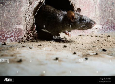 Rats Are Holy At Karni Mata Temple Rat Temple In Deshnok Rajasthan