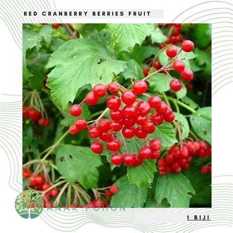 Jual Sale Benih Bibit Biji Buah Red Cranberry Fruit Import