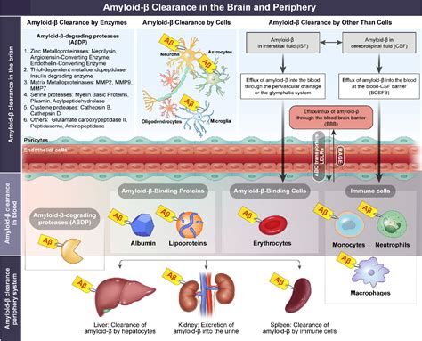 Pdf Advances In Amyloid β Clearance In The Brain And Periphery