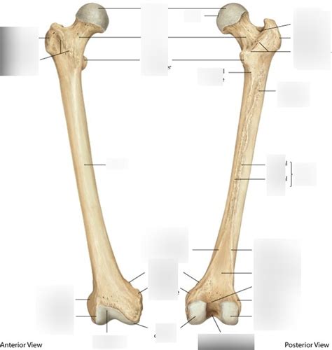 Femur Diagram Quizlet