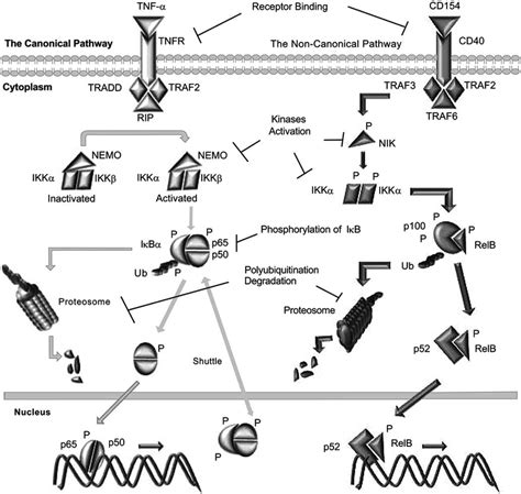 NF B Signal Transduction Pathways And Potential Target Sites For