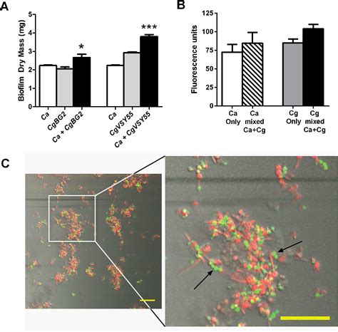 Figure 1 From Candida Glabrata Binding To Candida Albicans Hyphae Enables Its Development In