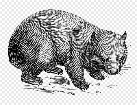 Wombat Drawing Line Art Doodle Mammal Carnivoran Png Pngegg