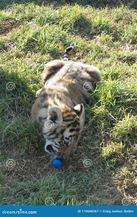 Young tiger cub playing stock image. Image of playing - 110668367